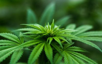 How CBD Works In The Body