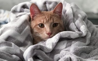 THE CAT’S OUT OF THE BAG, CBD IS GOOD FOR YOUR FELINE FRIEND