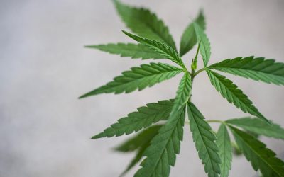 What To Look For If You’re Buying CBD For The First Time – A Buyer’s Guide
