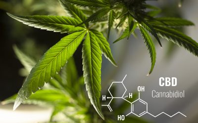 Can CBD Oil help me lose weight?