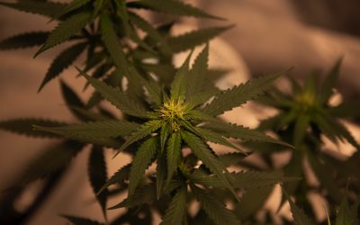Is CBD Safe?