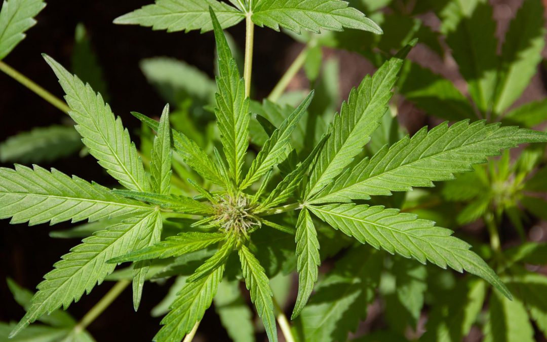 Everything you need to know about CBD oil