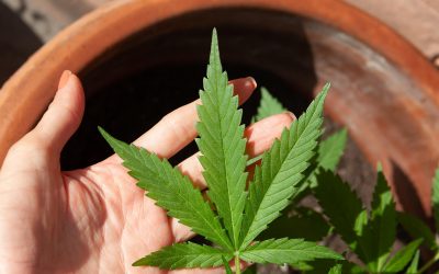 CBD Age Requirements: How Old Do You Have to Be to Buy Hemp Products?