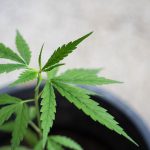 Is Buying CBD Flower Online Legal in the UK?