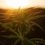 The 4-Step Guide to CBD